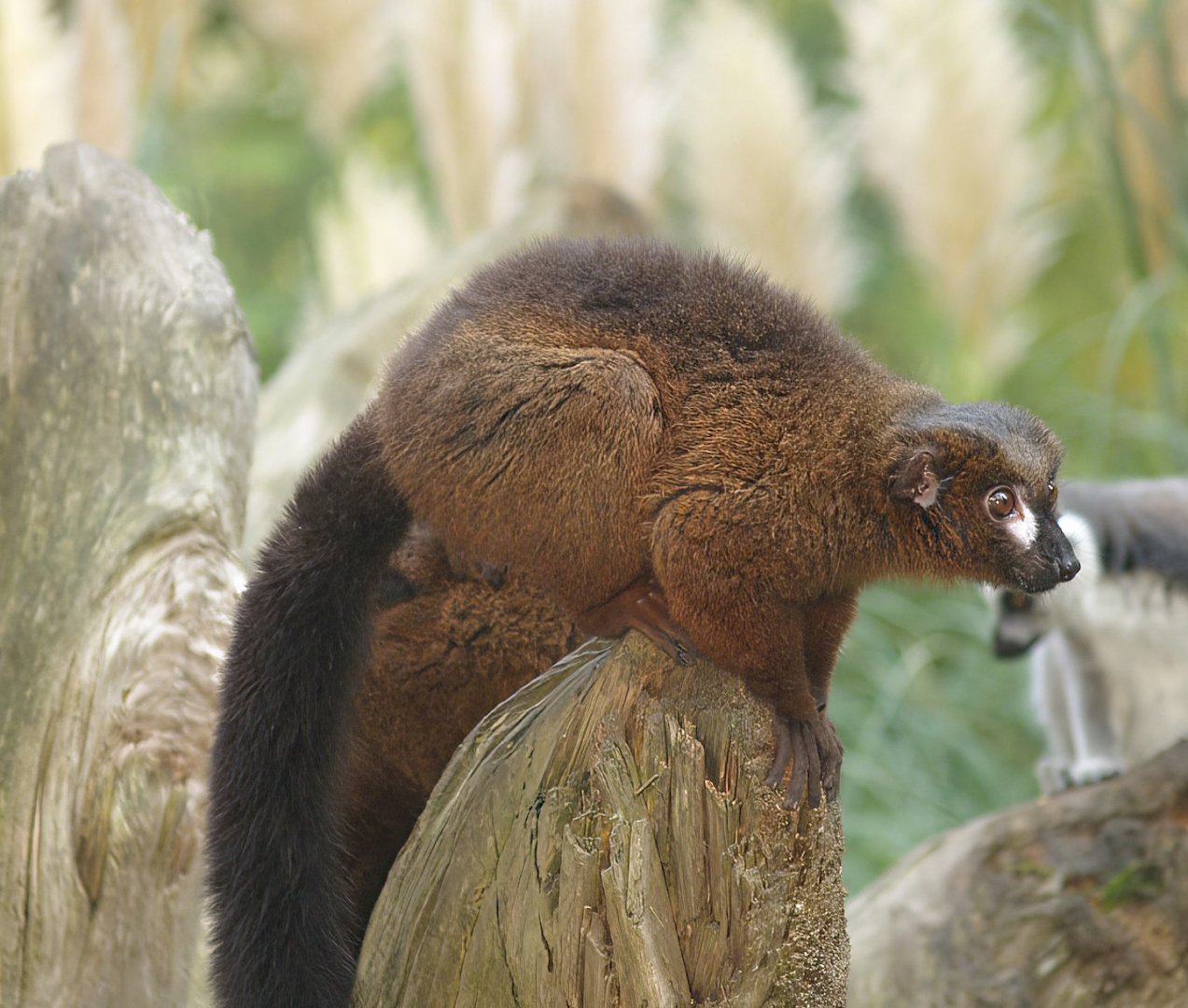Red-bellied lemur (Eulemur rubriventer), 2007-09-16