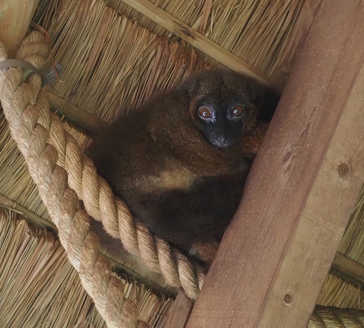 Red-bellied lemur (Eulemur rubriventer), 2024-08-18