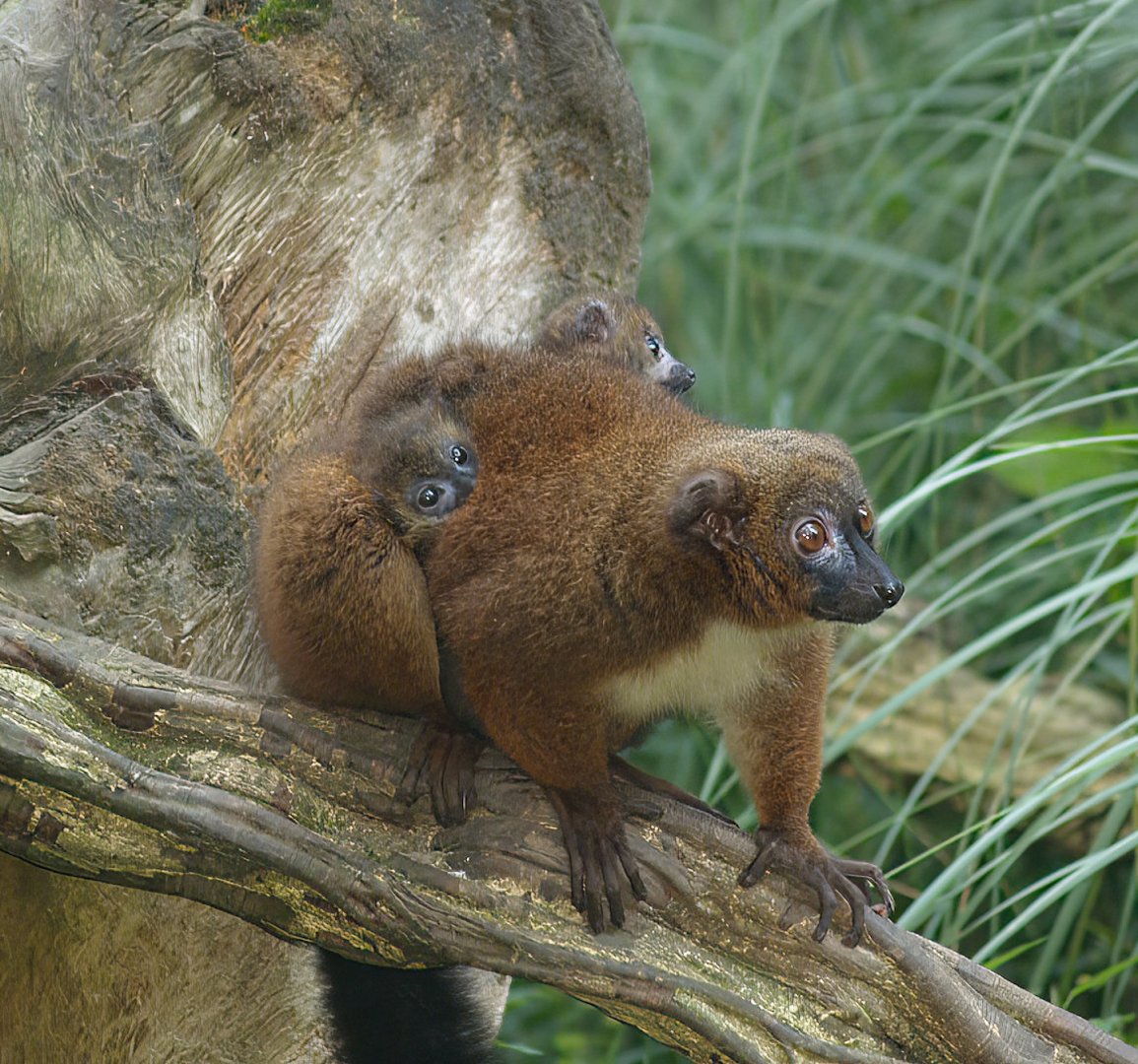 Red-bellied lemur (Eulemur rubriventer) with babies, 2007-09-16