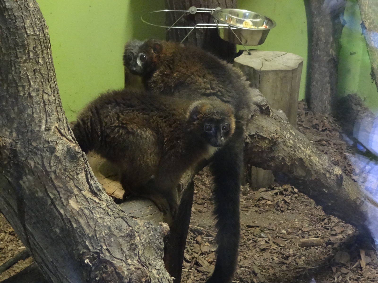 Red-bellied lemur (Eulemur rubriventer)