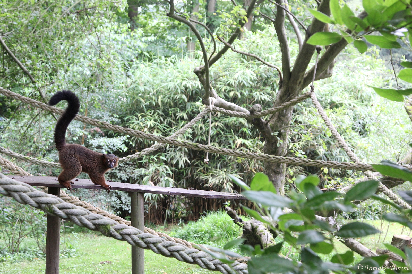 Red-bellied Lemur (Eulemur rubriventer)
