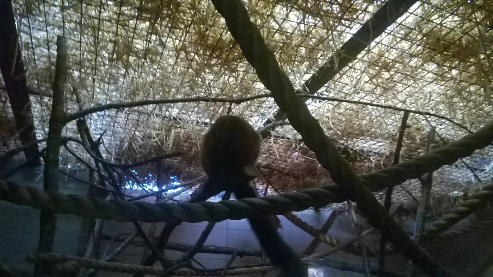 Red-bellied lemur (Eulemur rubriventer)