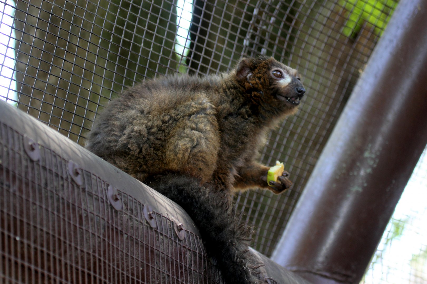 red-bellied lemur (Eulemur rubriventer)