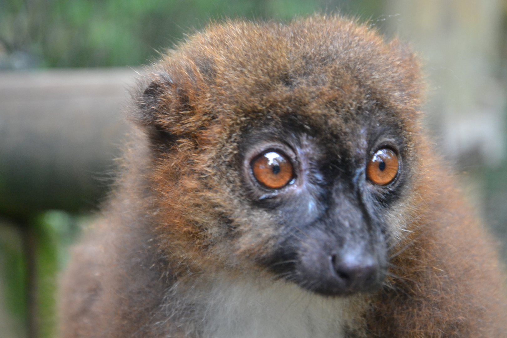 Red-bellied lemur - Eulemur rubriventer