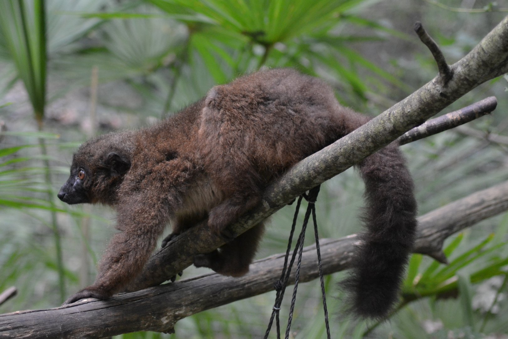 Red-bellied Lemur - Eulemur rubriventer