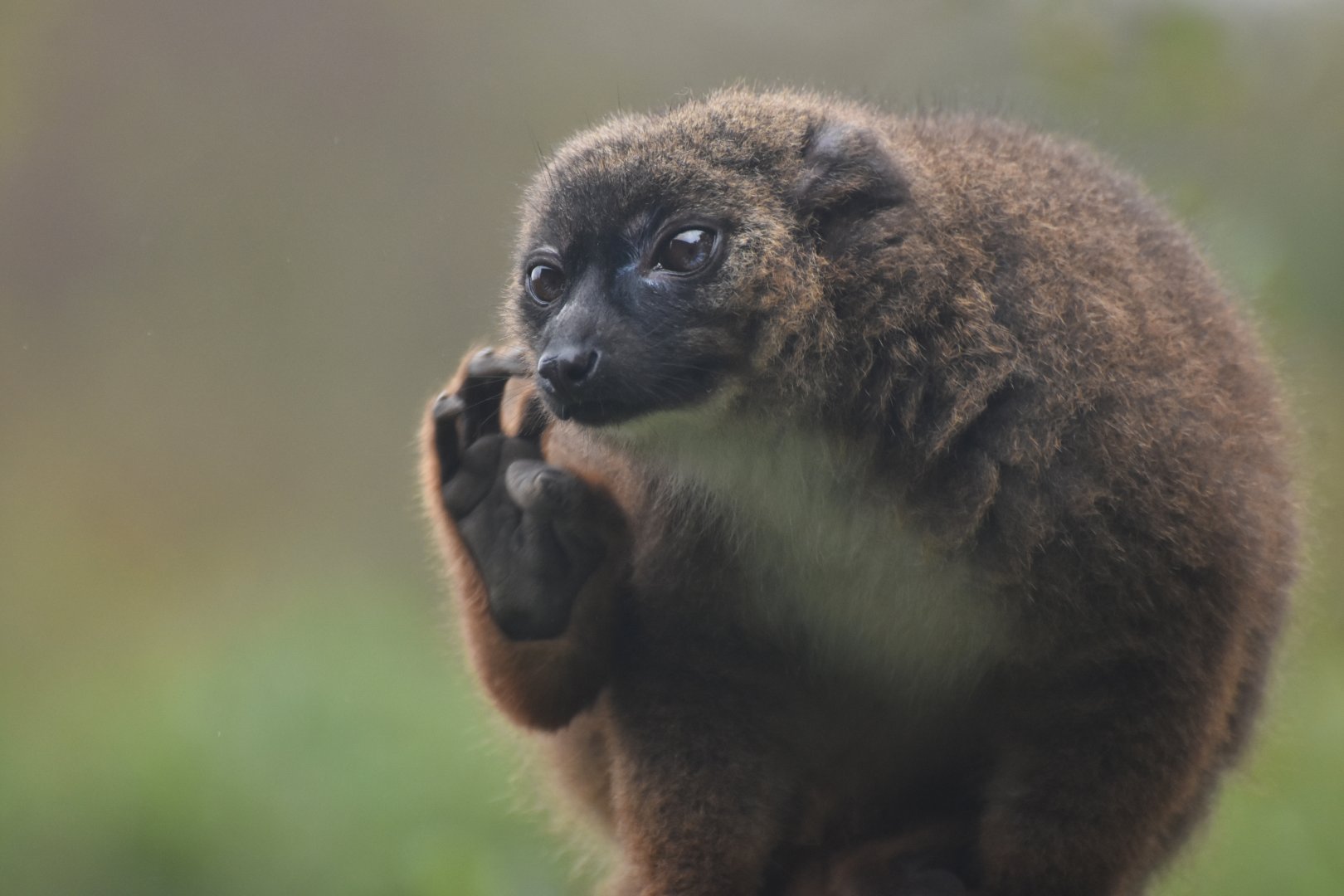 Red-bellied lemur (Eulemur rubriventer)
