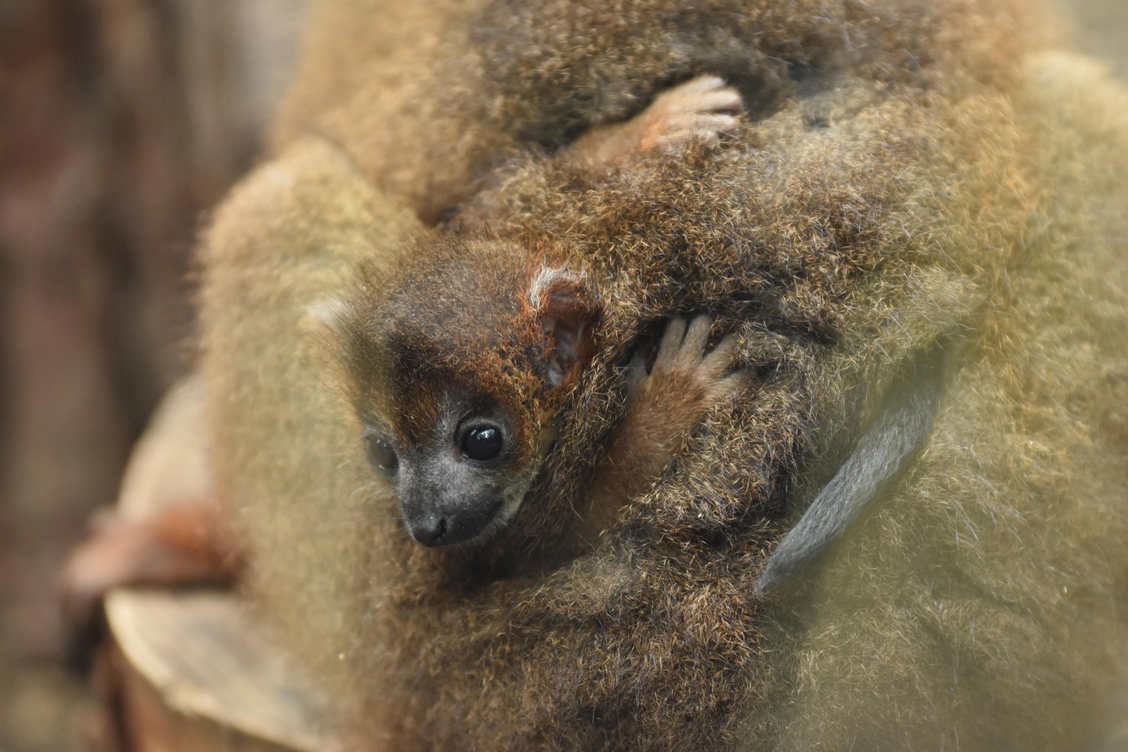Red-bellied lemur (Eulemur rubriventer)