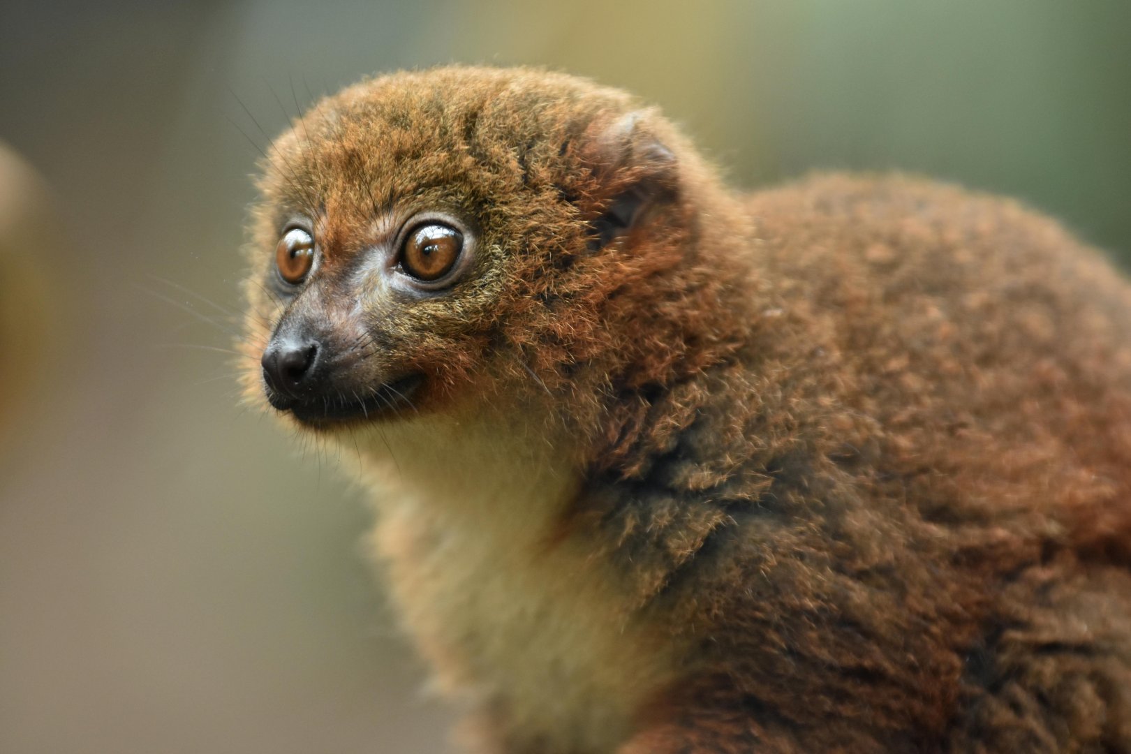 Red-bellied lemur (Eulemur rubriventer)