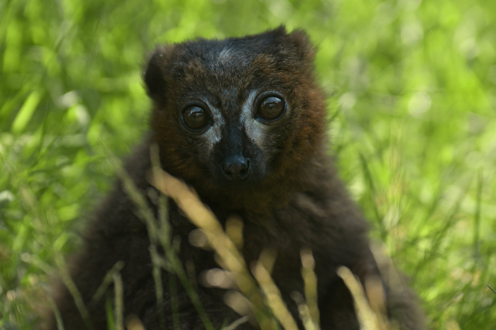 Red-bellied lemur (Eulemur rubriventer)