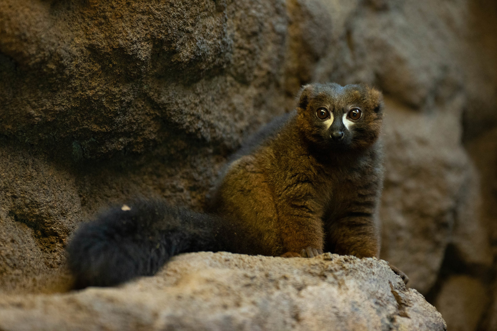 Red-bellied lemur (Eulemur rubriventer)