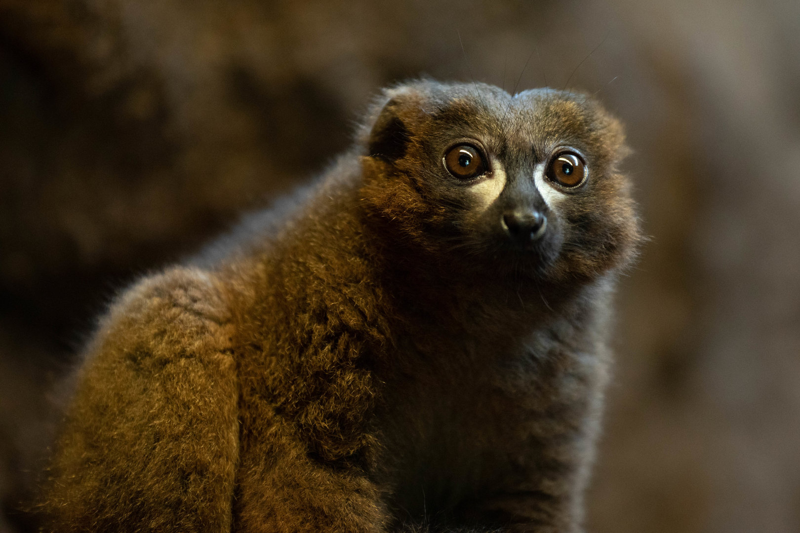Red-bellied lemur (Eulemur rubriventer)