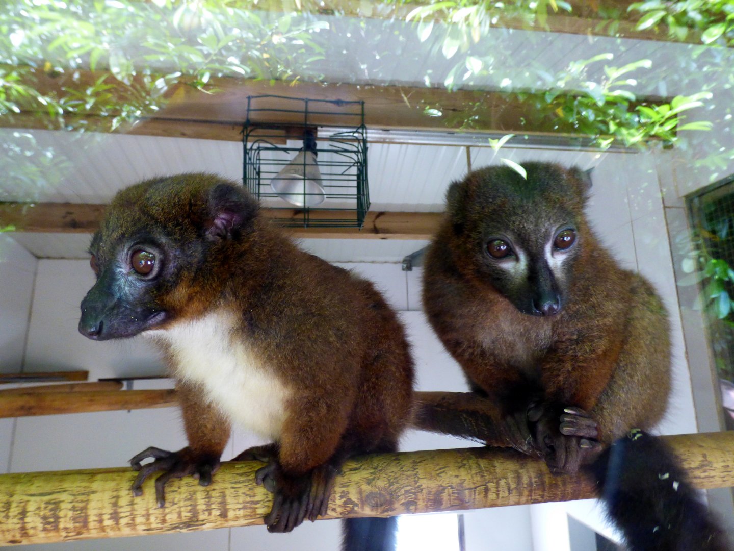 Red-bellied lemur (Eulemur rubriventer)