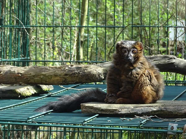 Red-bellied lemur (Eulemur rubriventer)