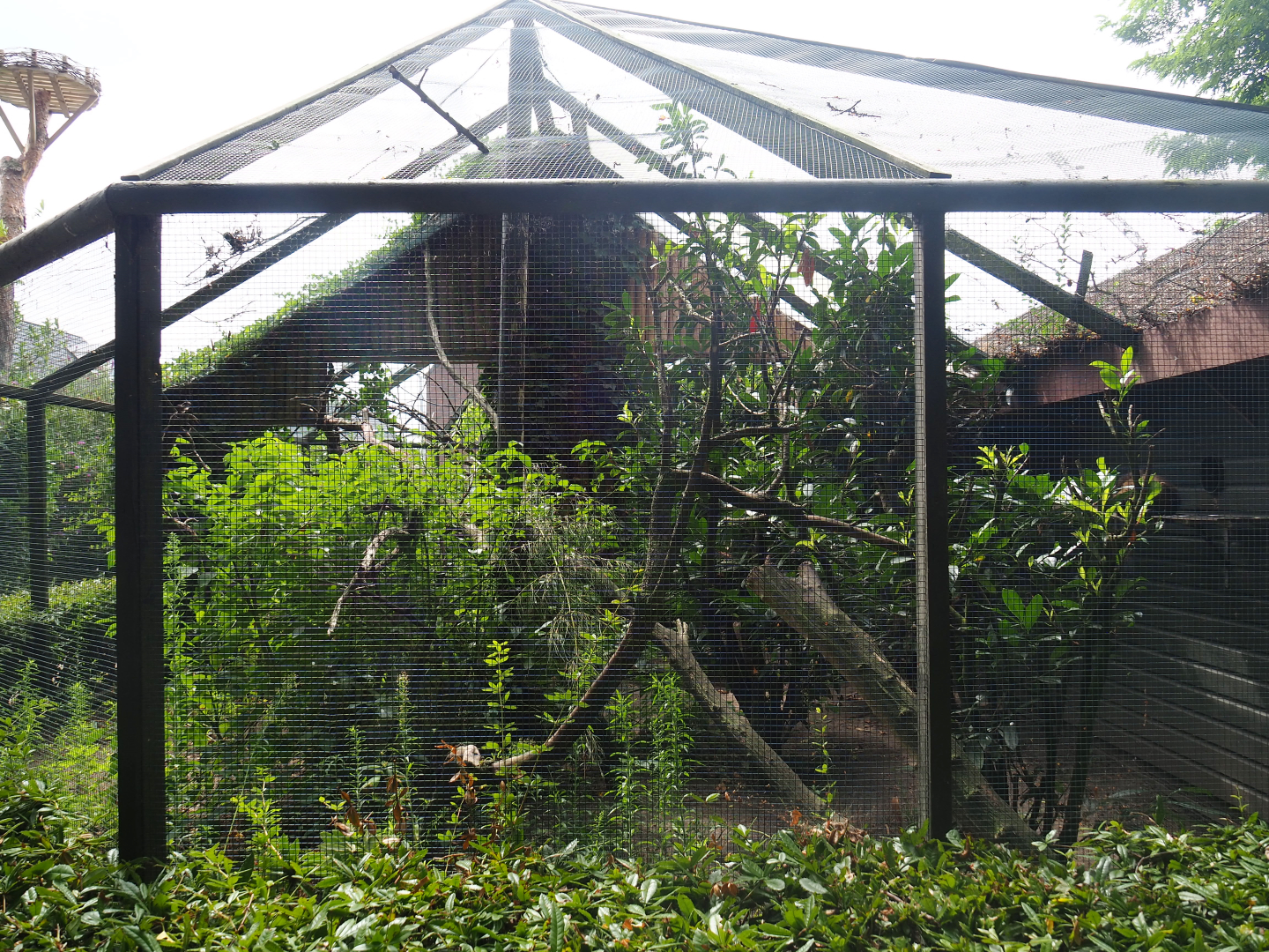 Red-bellied lemur exhibit, 2019-08-11