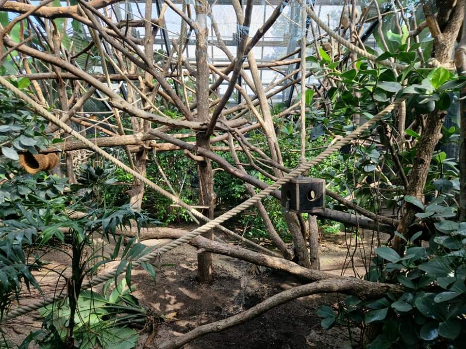 Red-bellied Lemur exhibit