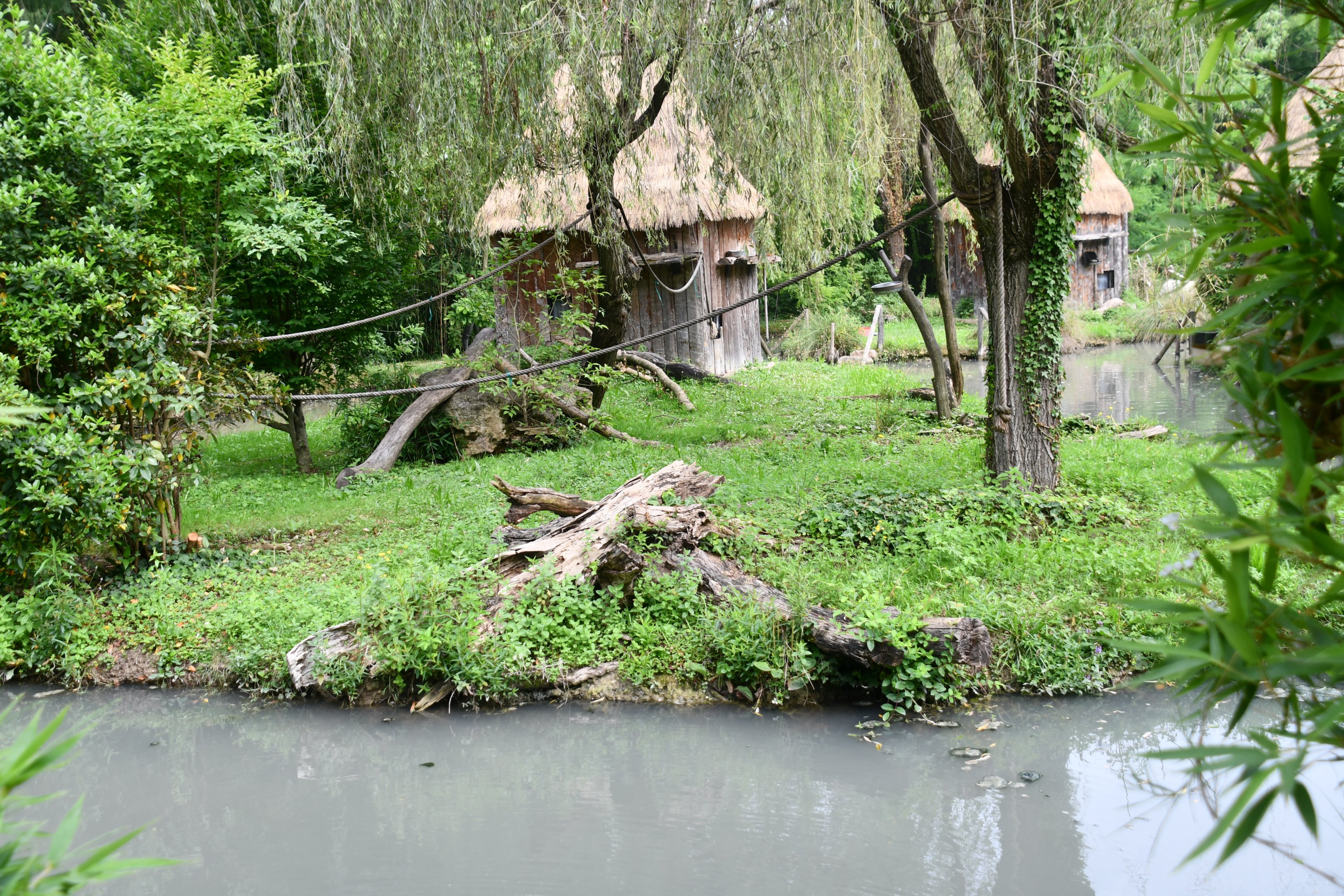 Red-bellied Lemur exhibit