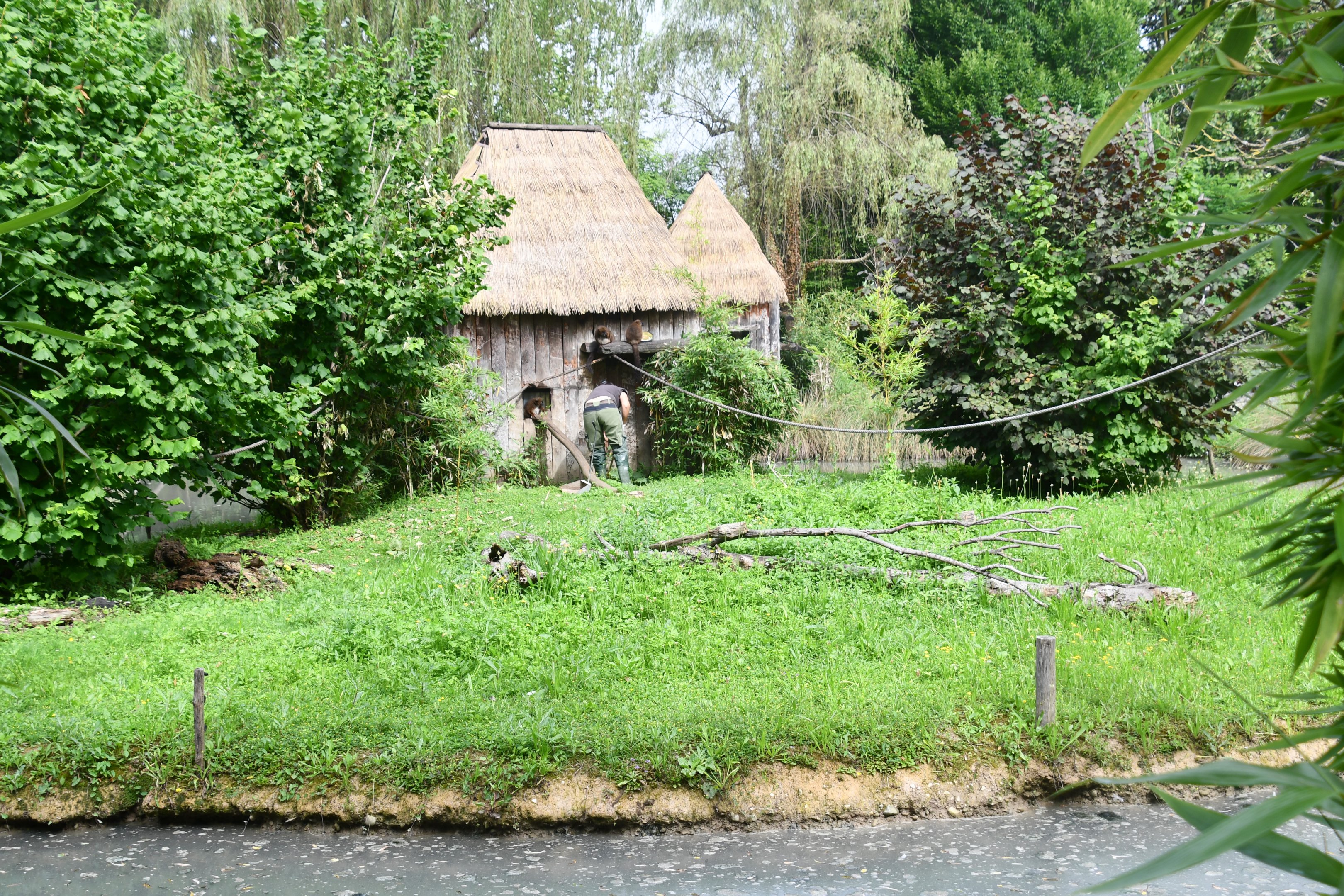 Red-bellied Lemur exhibit