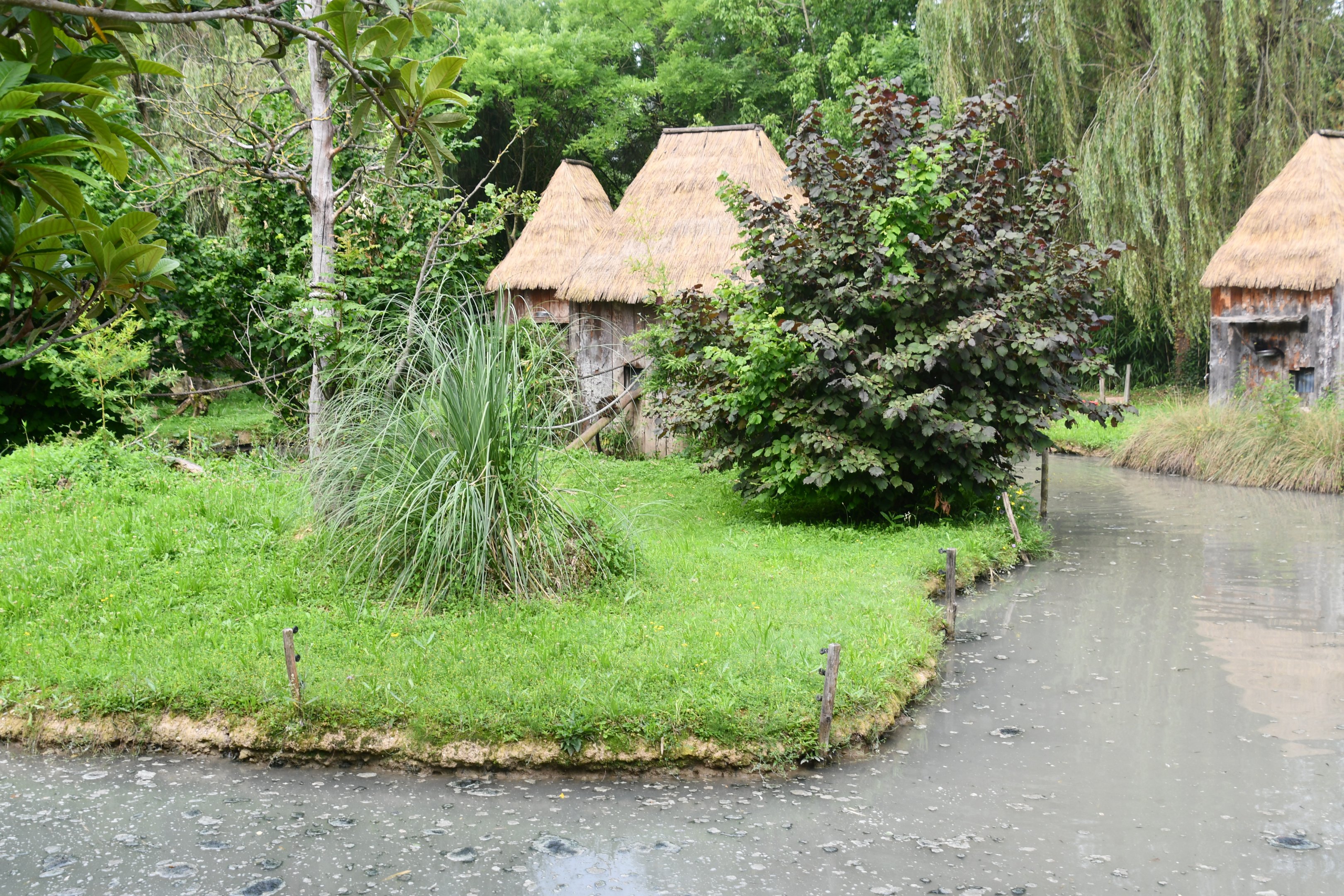 Red-bellied Lemur exhibit