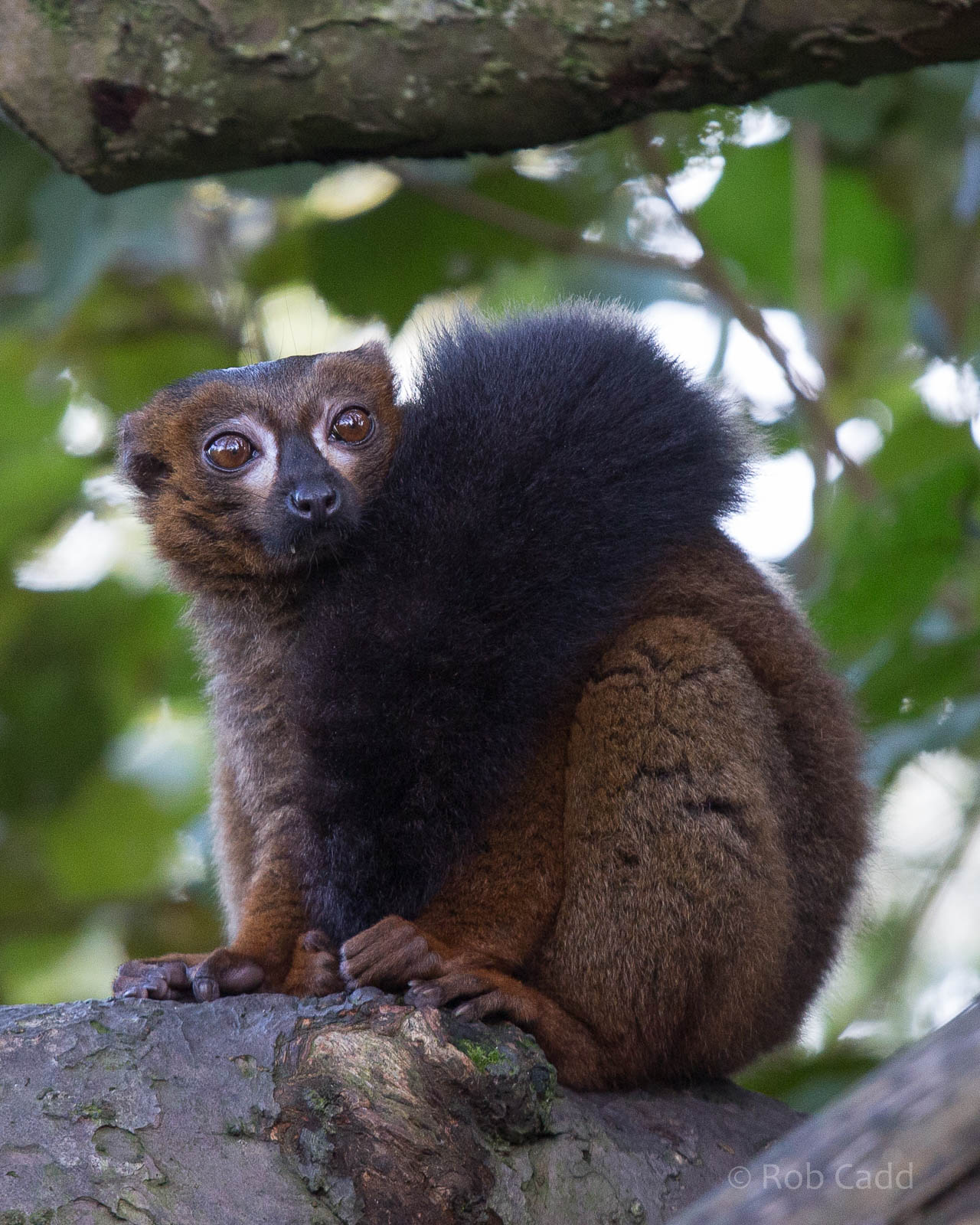 Red-bellied lemur : Howletts : 16 Oct 2014