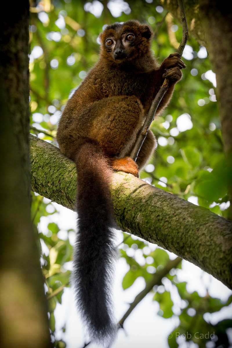 Red-bellied lemur : Howletts : 28 Aug 2015