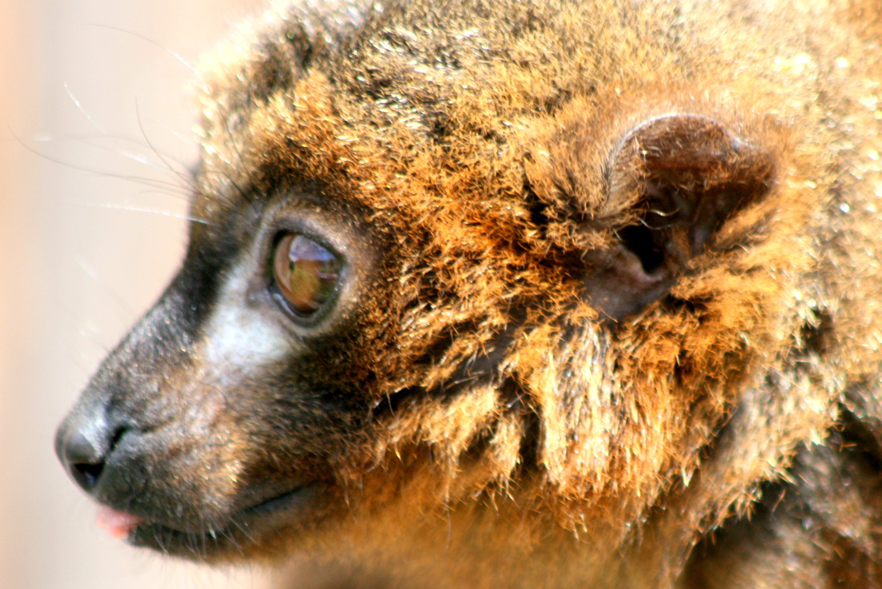 Red-bellied lemur; Howletts; 30th July 2017
