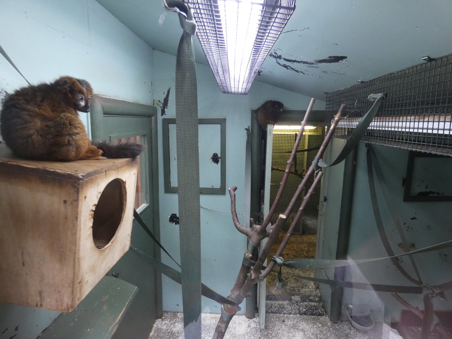 Red-bellied lemur indoor enclosure