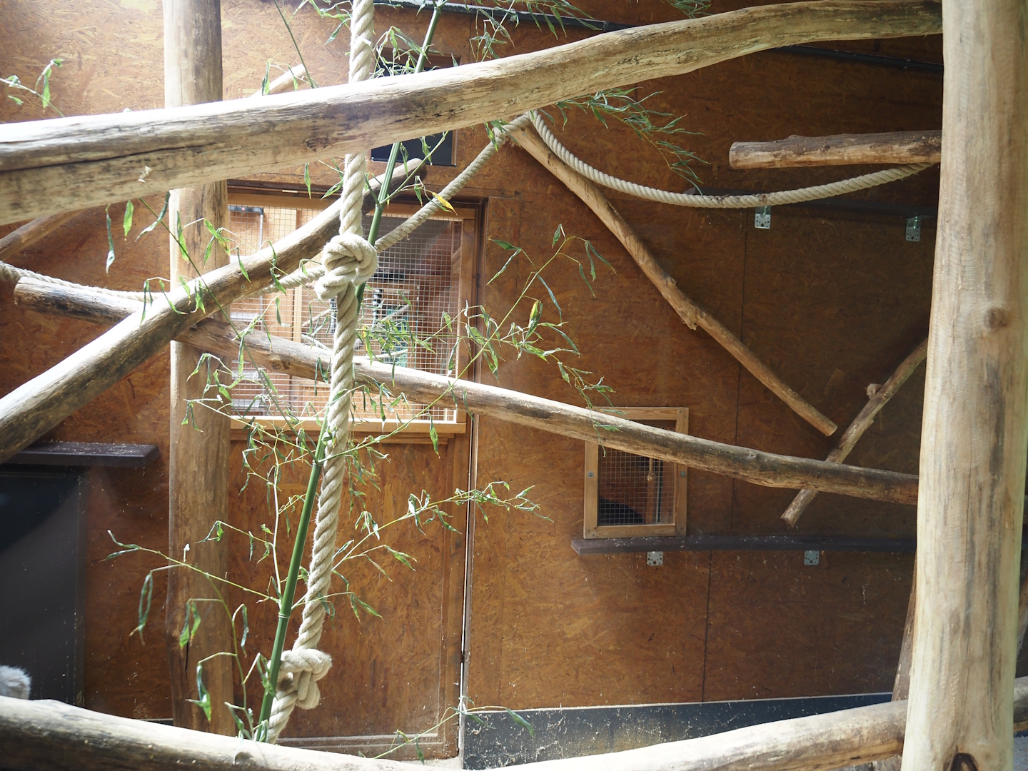 Red-bellied lemur indoor exhibit, 2025-05-22