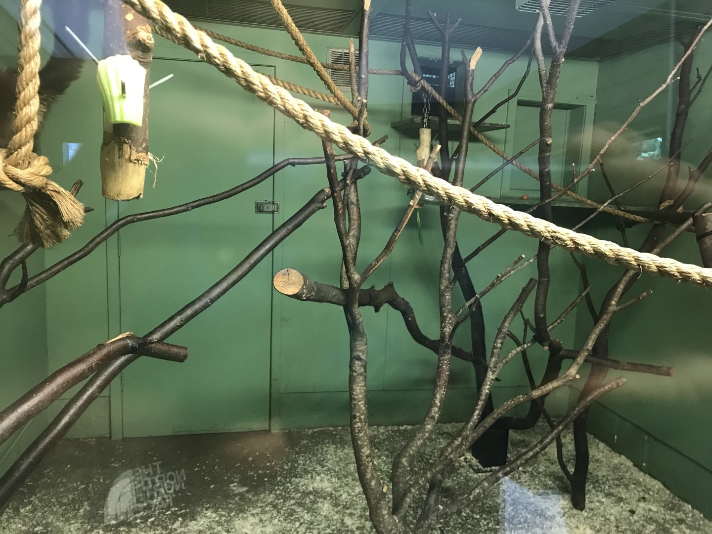 Red bellied lemur indoors