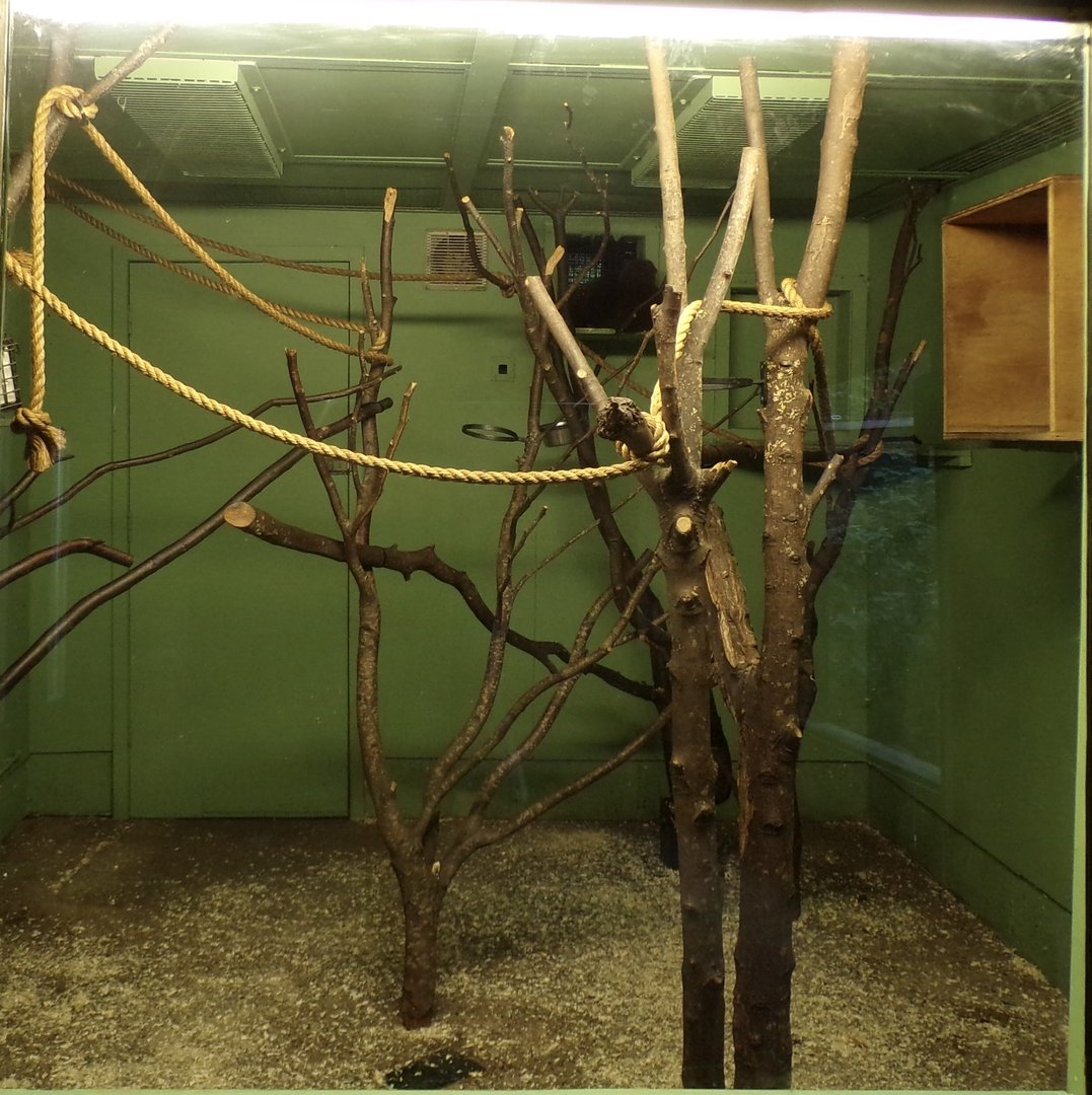 Red bellied lemur indoors