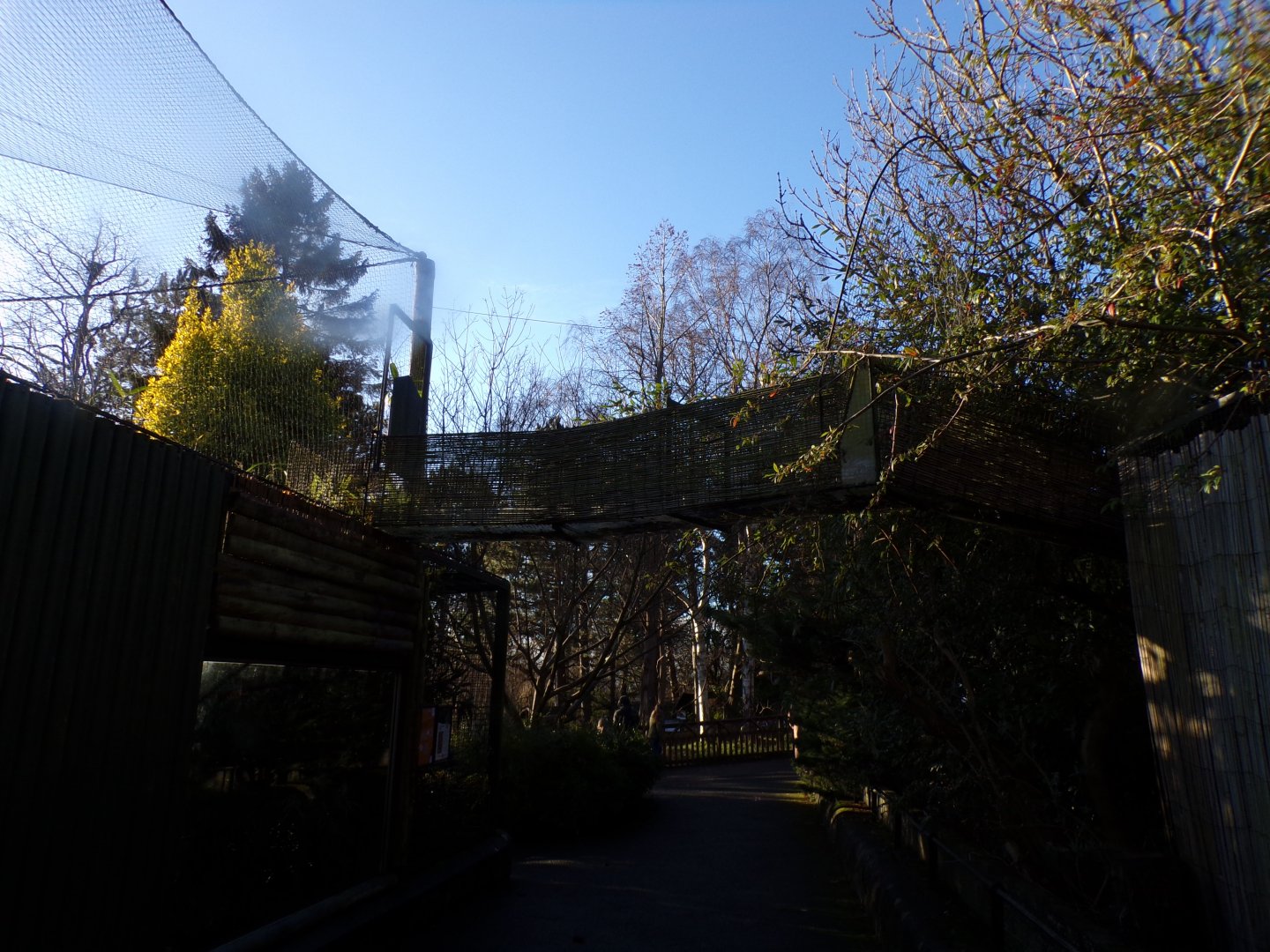 Red-bellied lemur overhead tunnel access to indoors 1.1.24