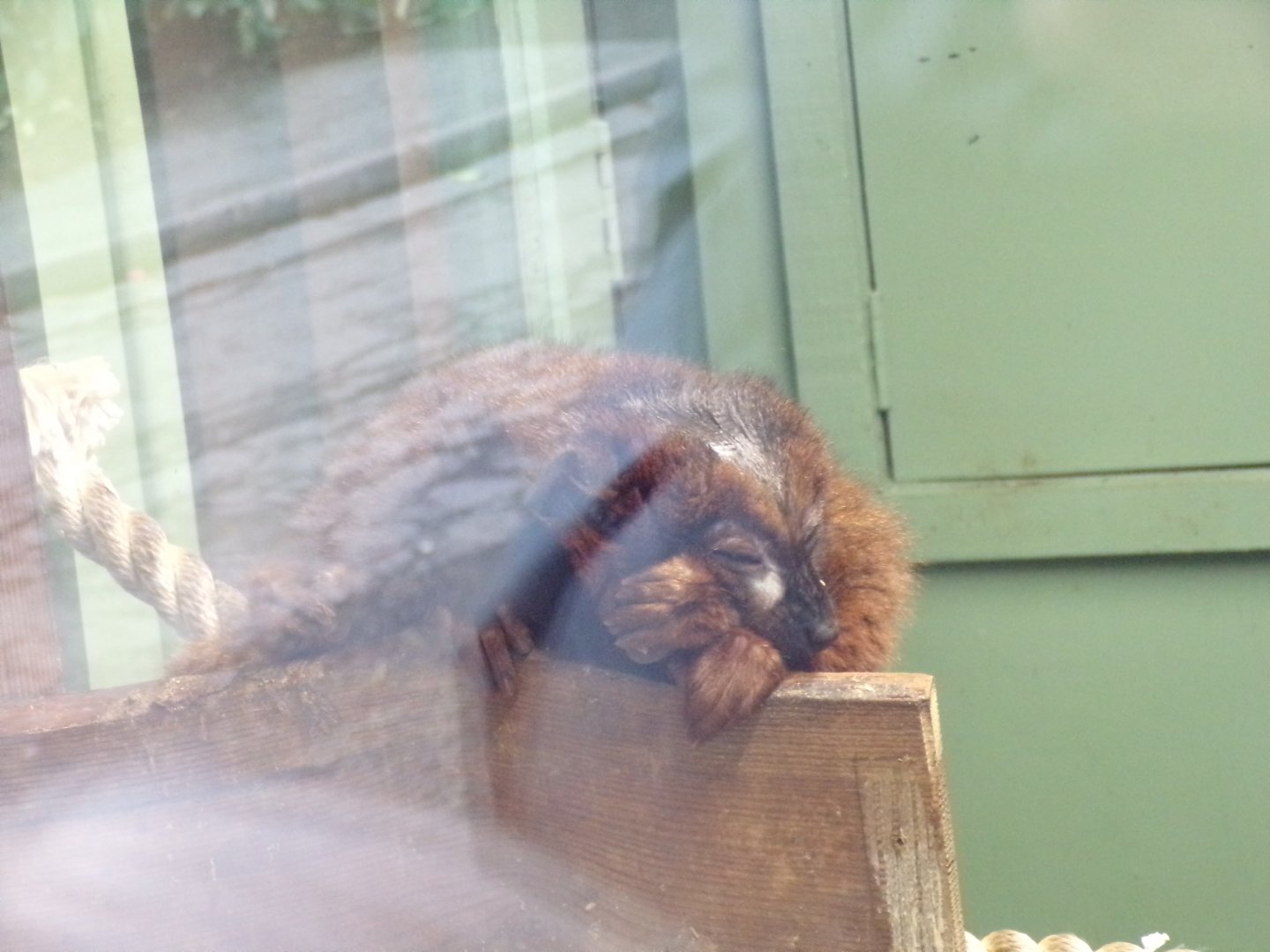 Red-bellied lemur resting 16.2.24