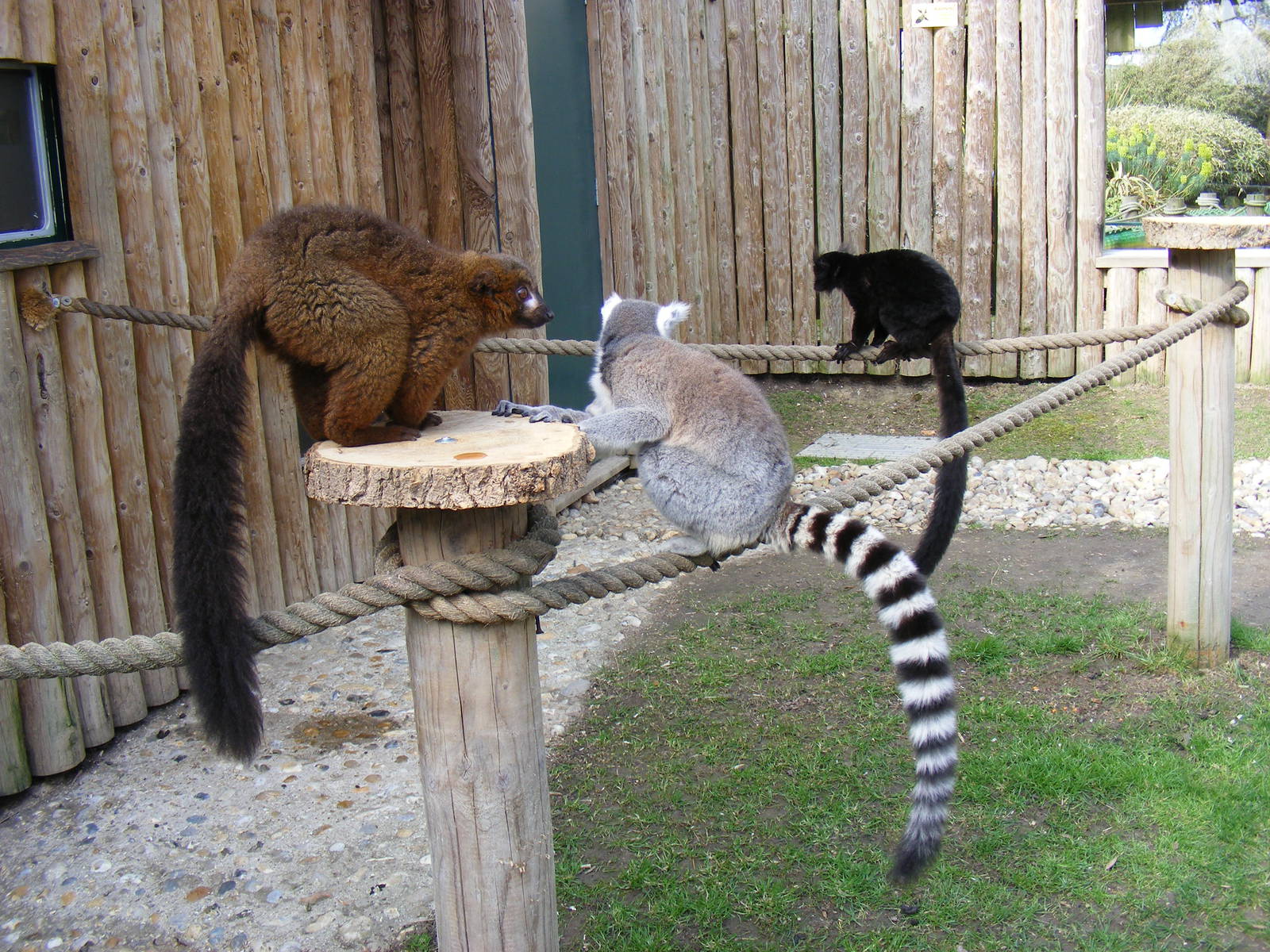 Red bellied lemur, ring-tailed lemur and black lemur at Drusillas Park, 20