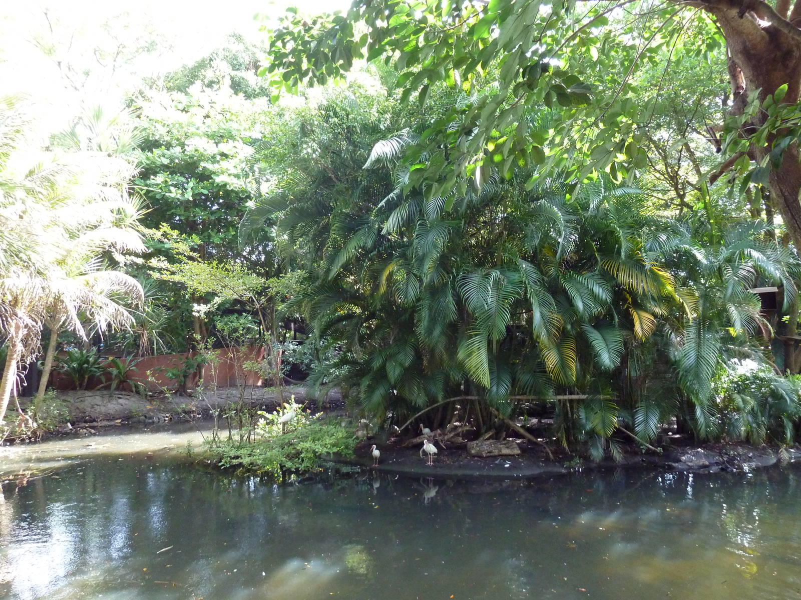 Red-Bellied Lemur/Ring-Tailed Lemur Exhibit