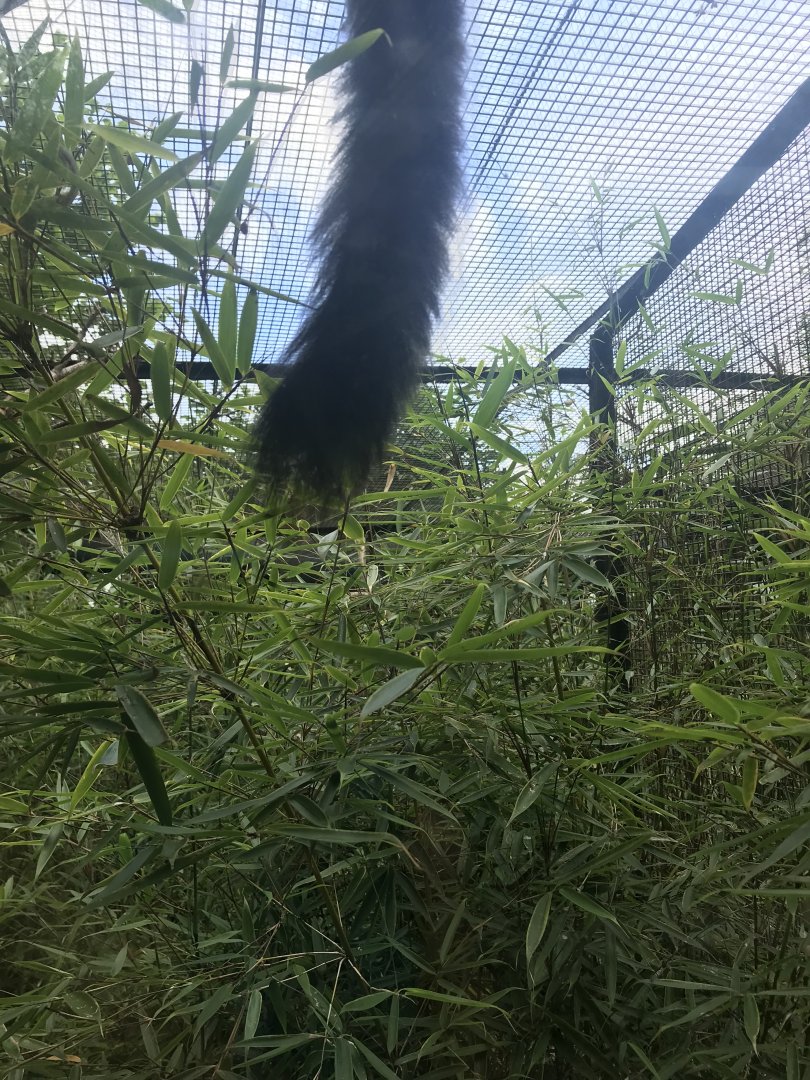 Red bellied lemur tail