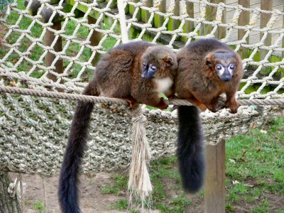 Red bellied lemur Woburn