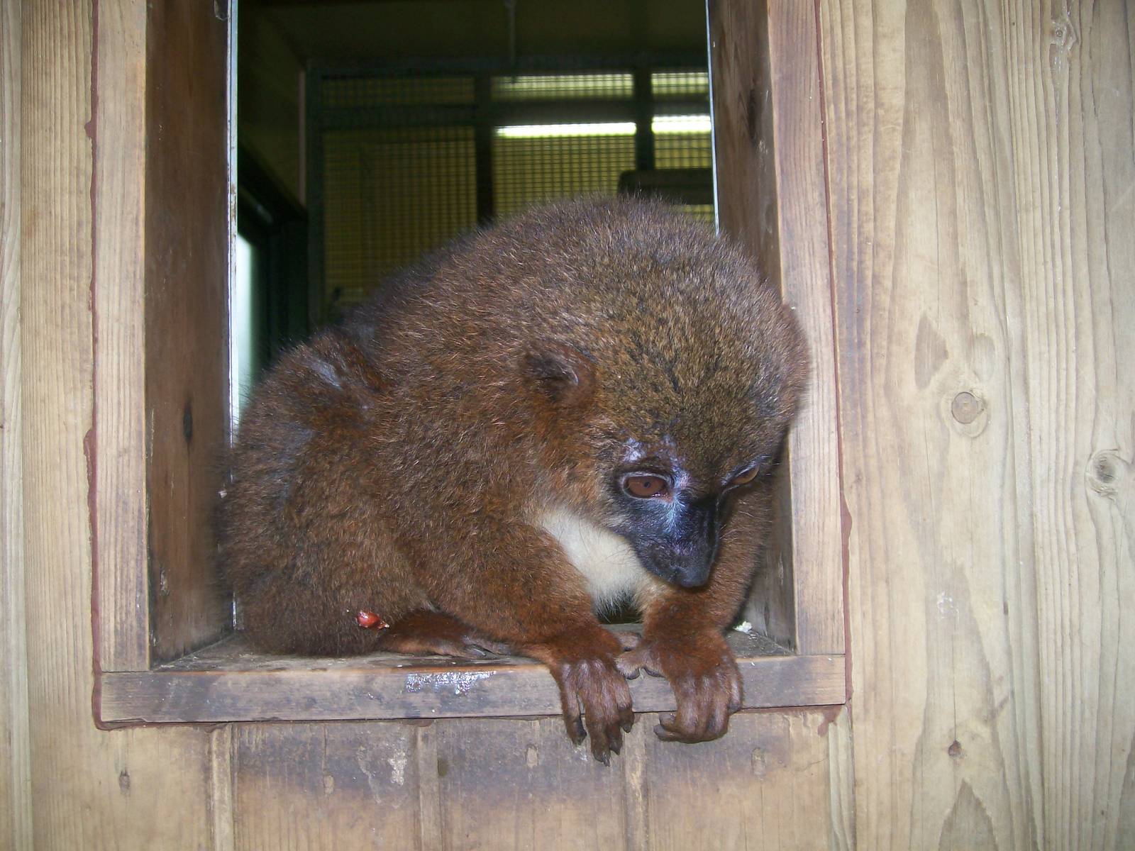 Red- Bellied Lemur