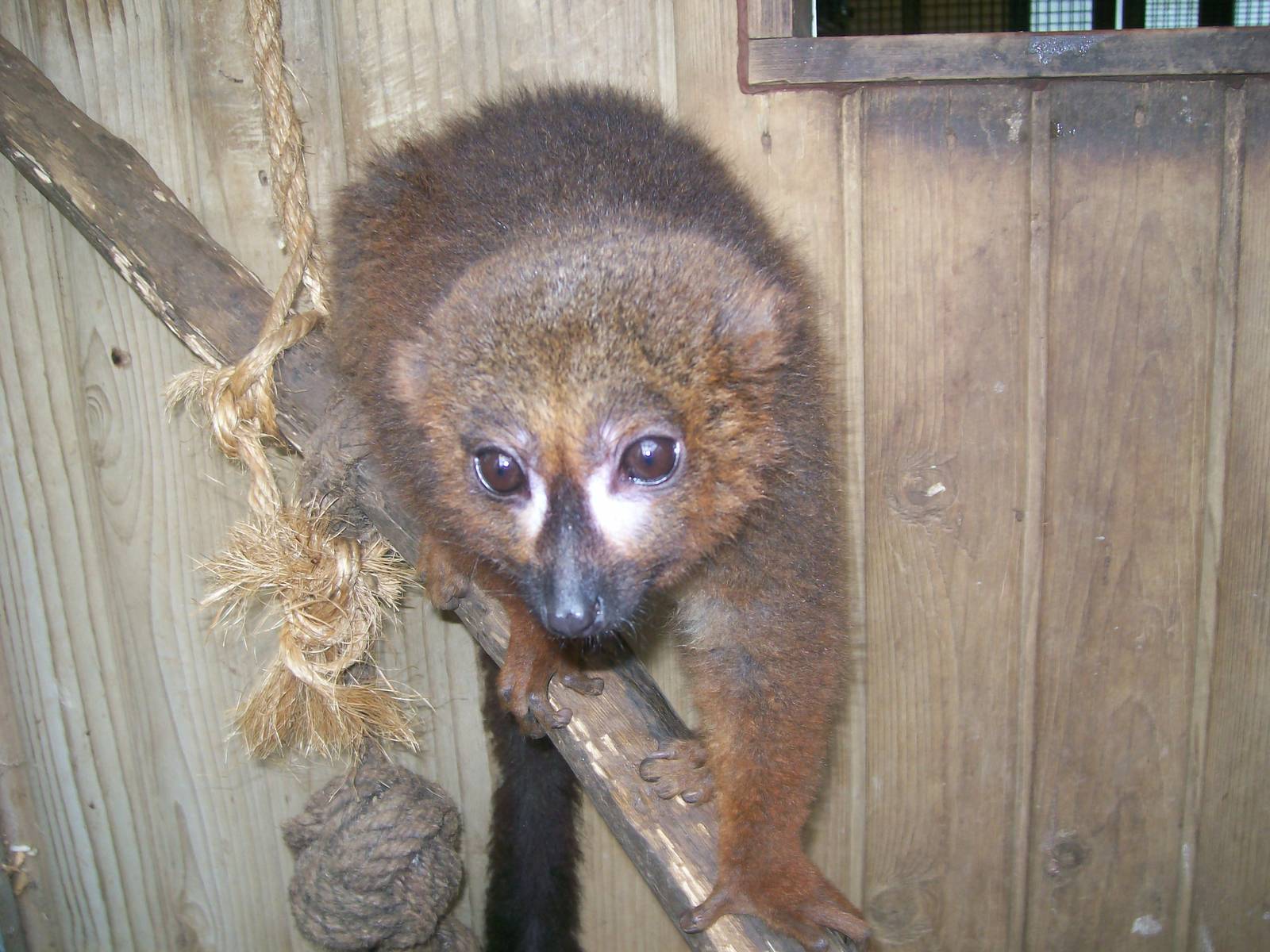 Red- Bellied Lemur