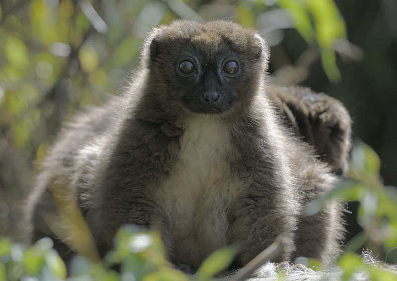 Red bellied lemur