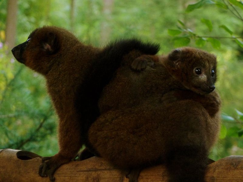 Red-bellied lemur