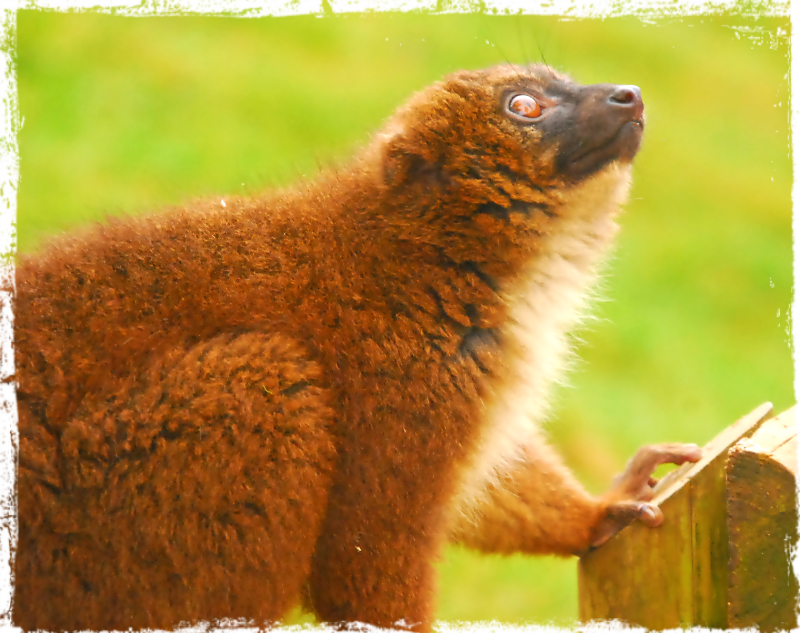 Red Bellied Lemur