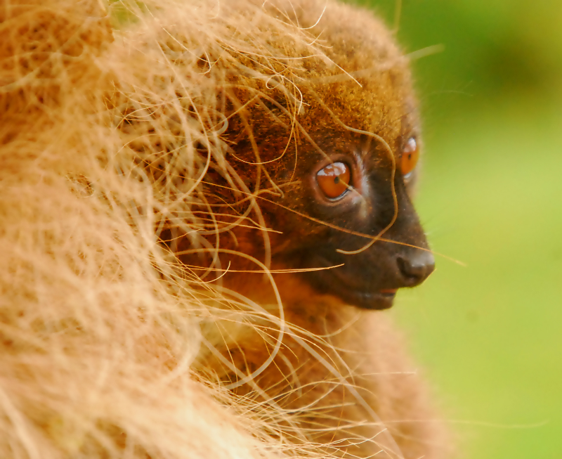 Red Bellied Lemur
