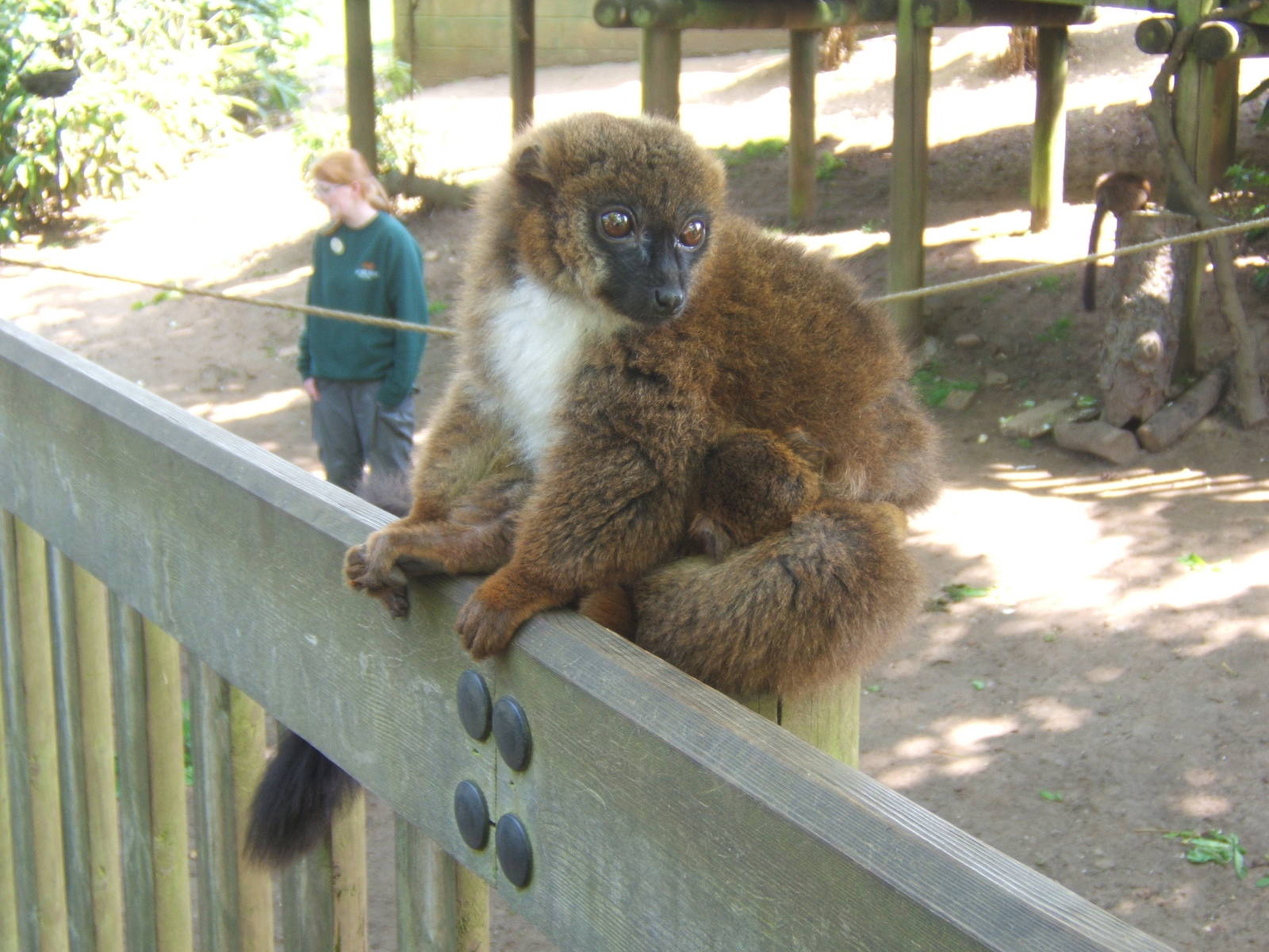 Red-bellied Lemur