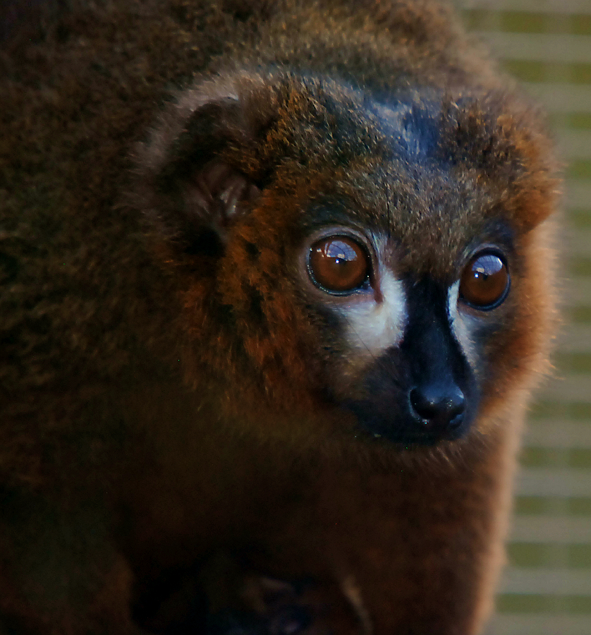 RED BELLIED LEMUR