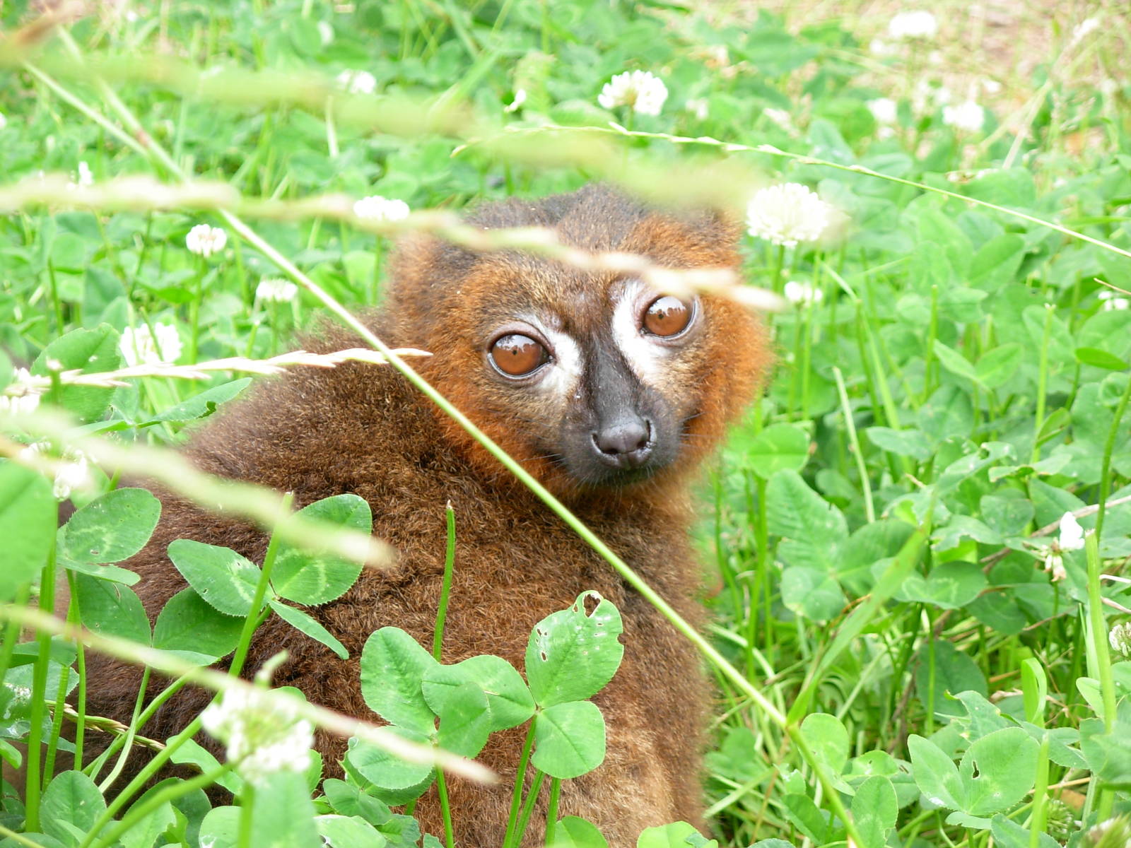 Red-bellied Lemur