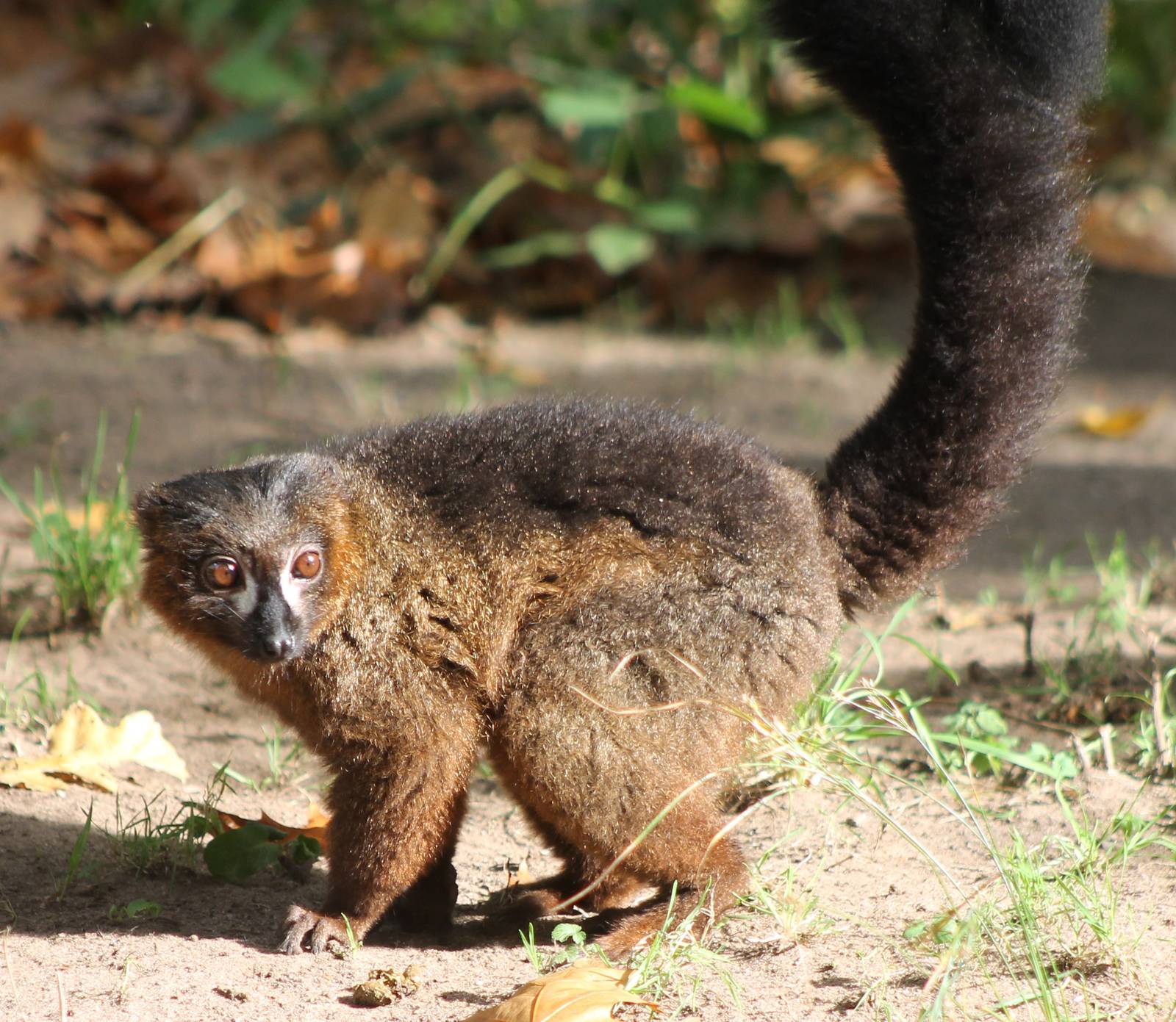Red-bellied lemur