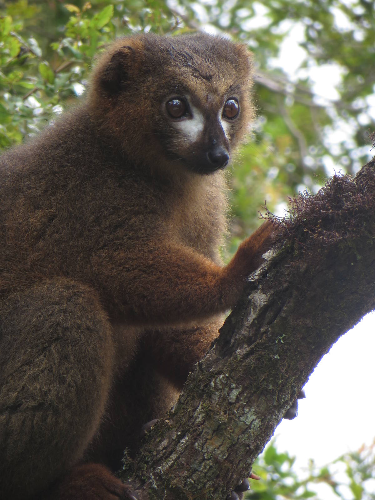 Red-bellied lemur