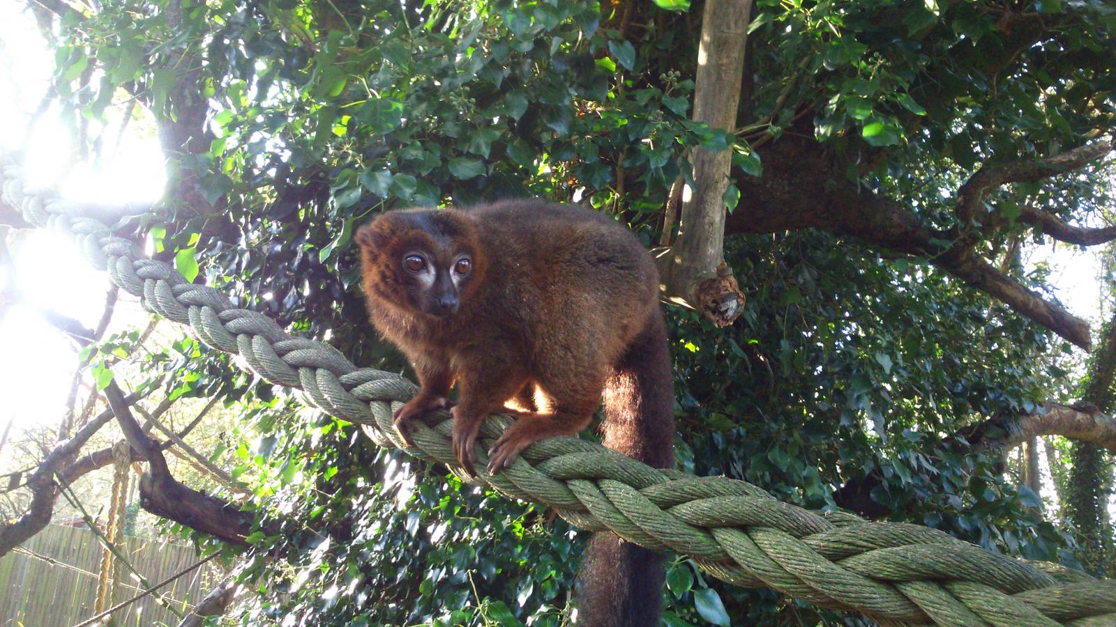 Red-bellied lemur