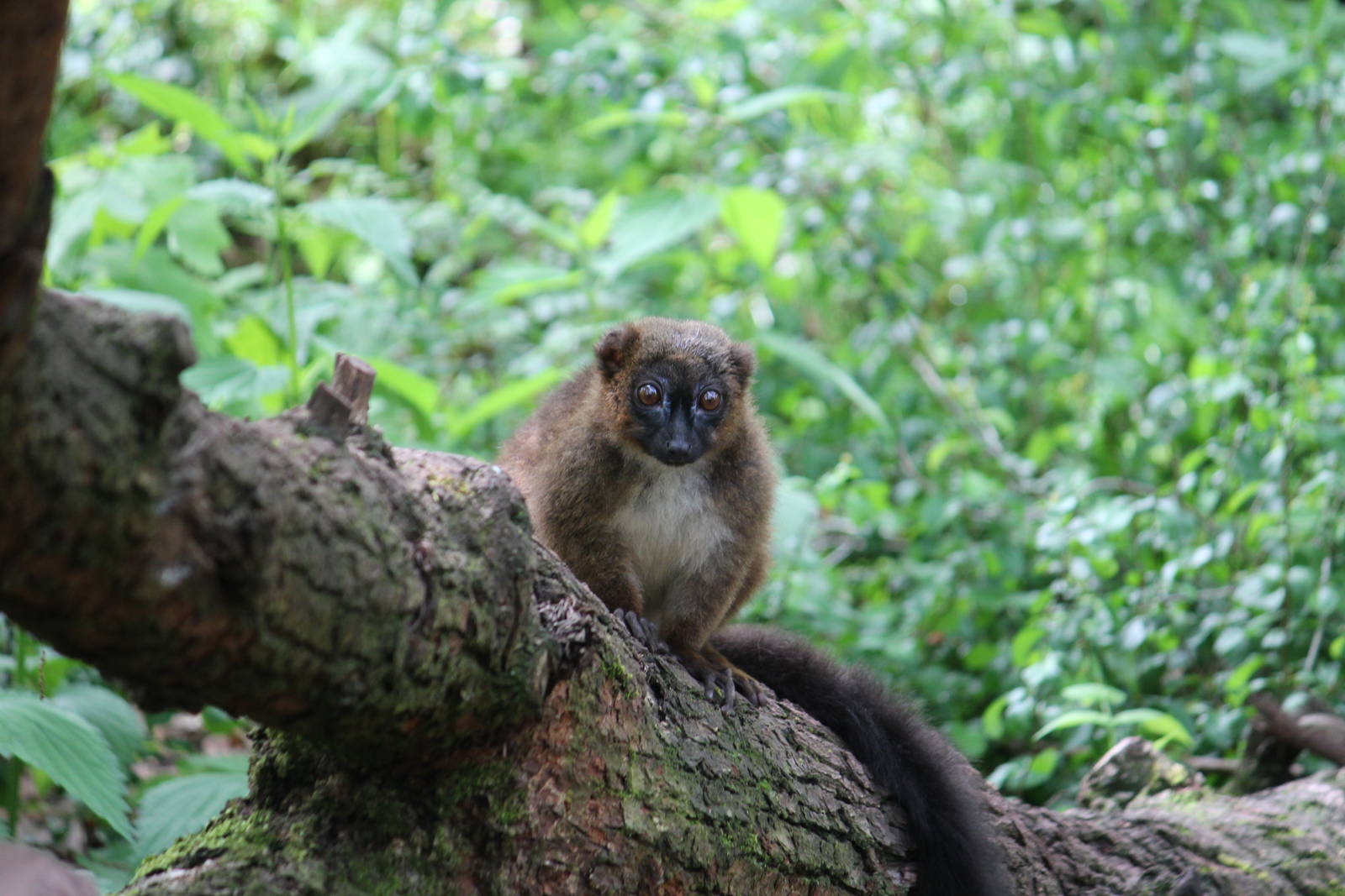 Red-bellied lemur