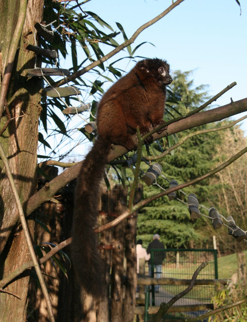 Red-bellied lemur