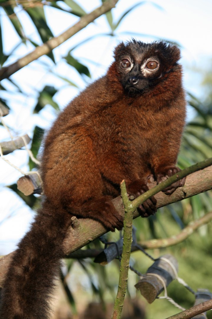 Red-bellied lemur